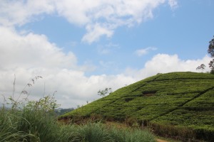 Taking in the tea trails, Sri Lanka